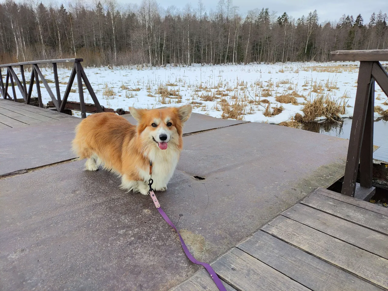 a brown and white dog standing on top of a wooden bridge