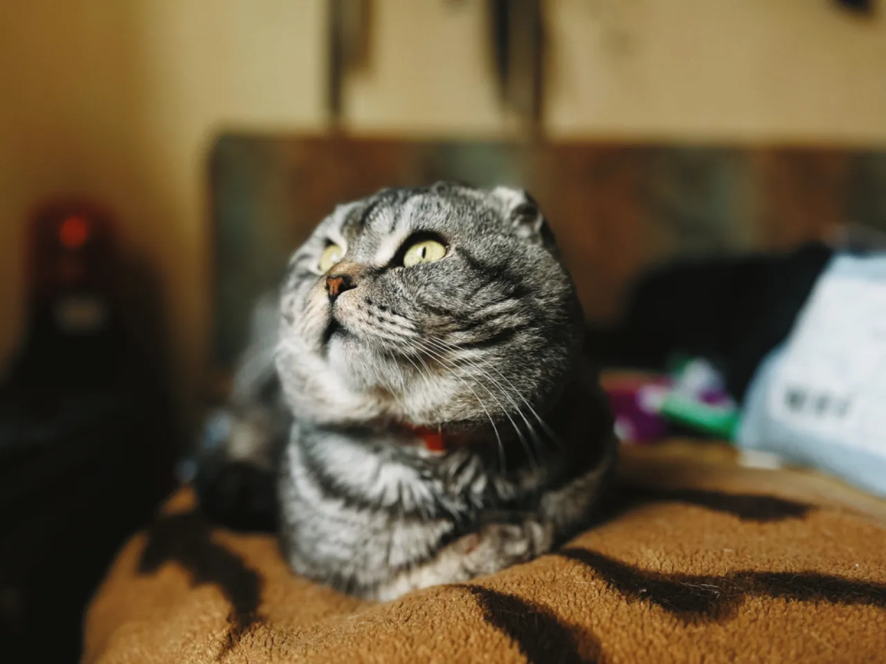 a cat sitting on top of a bed looking up