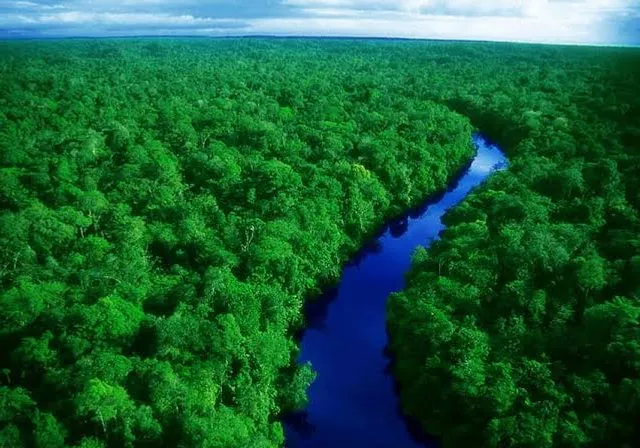 a river running through a lush green forest