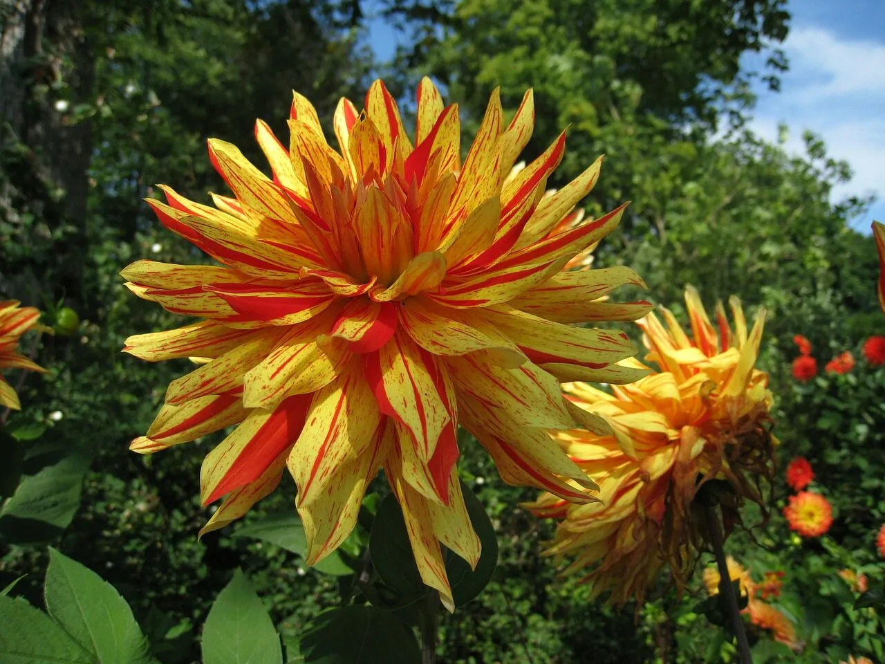 a large yellow and red flower in a garden