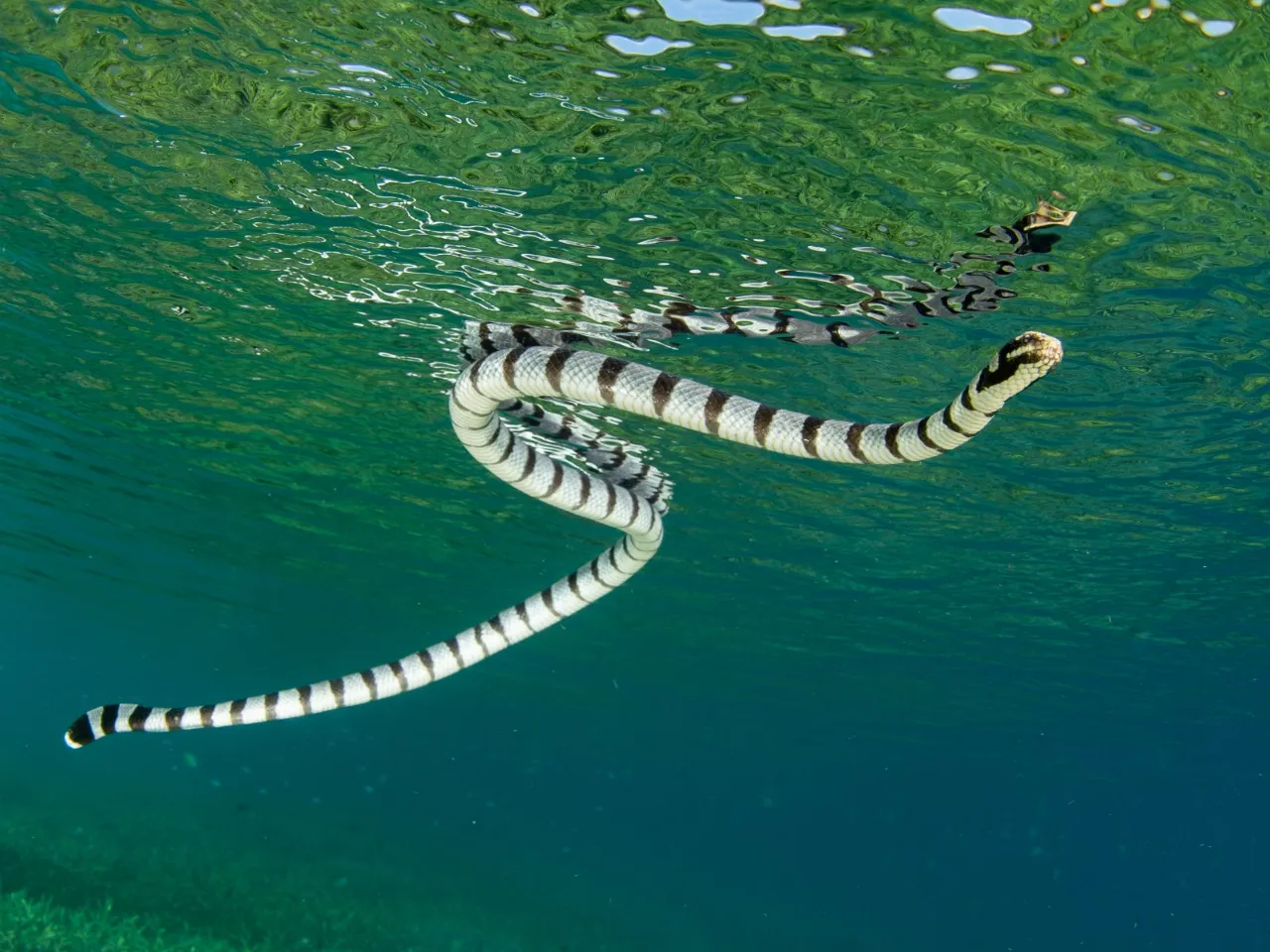 a sea snake swimming in the water