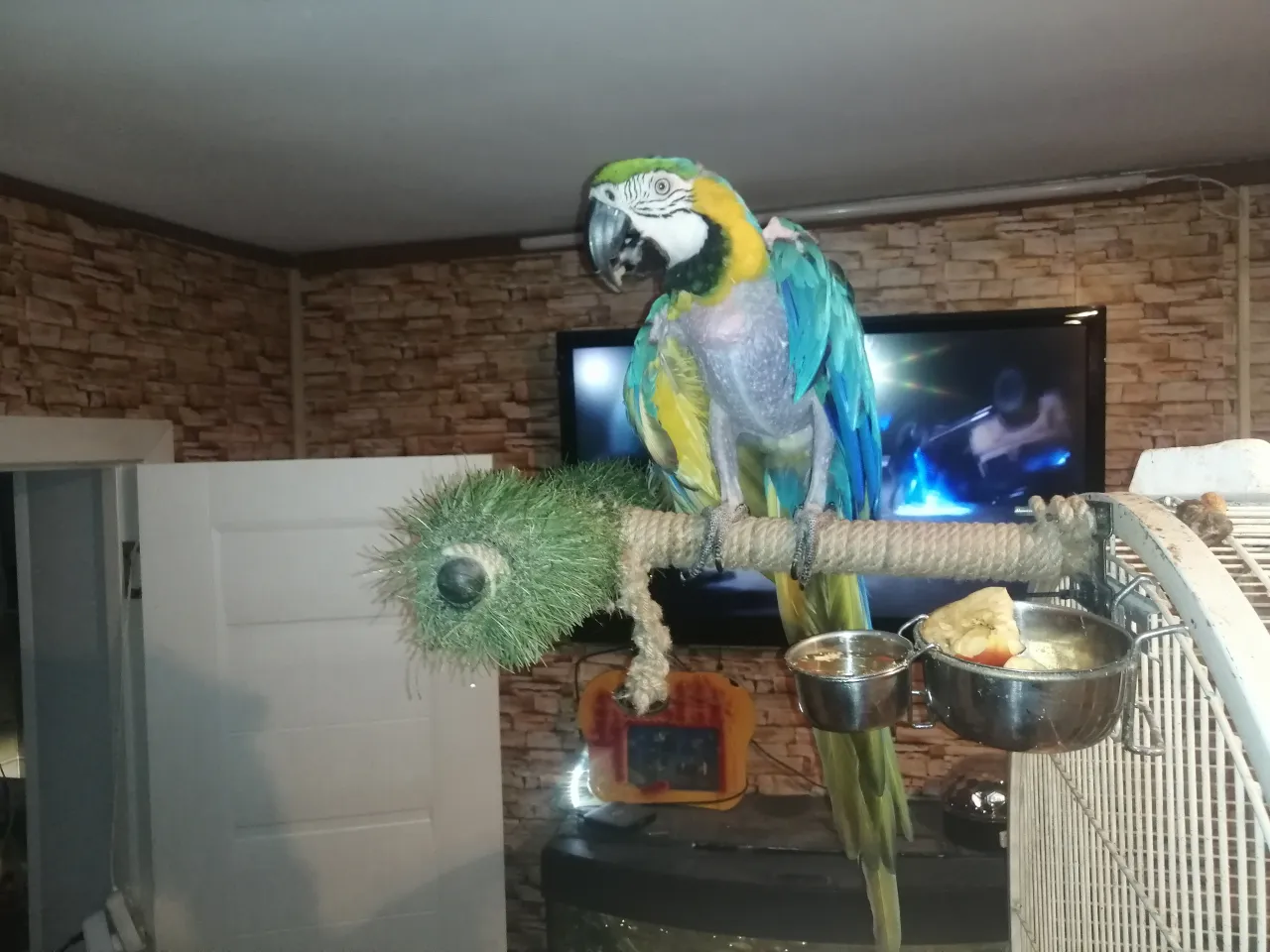 Squirrel and parrot team up to traverse the jungle