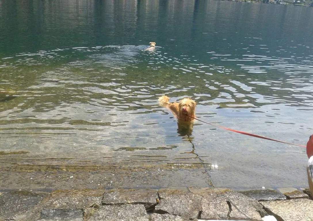 the dog swimming in the river, advertising style