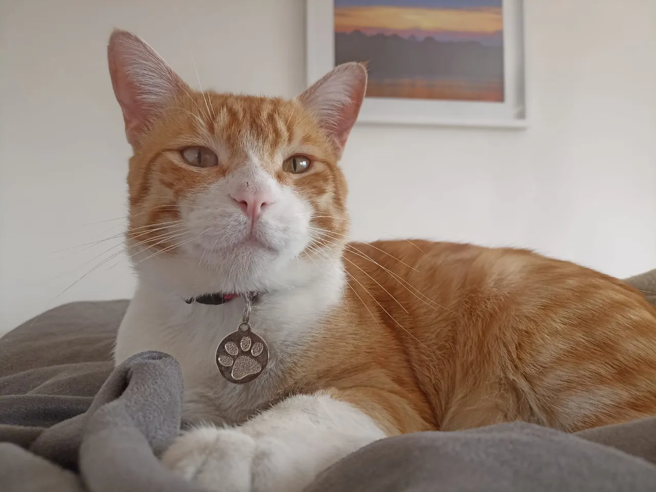 an orange and white cat laying on top of a bed