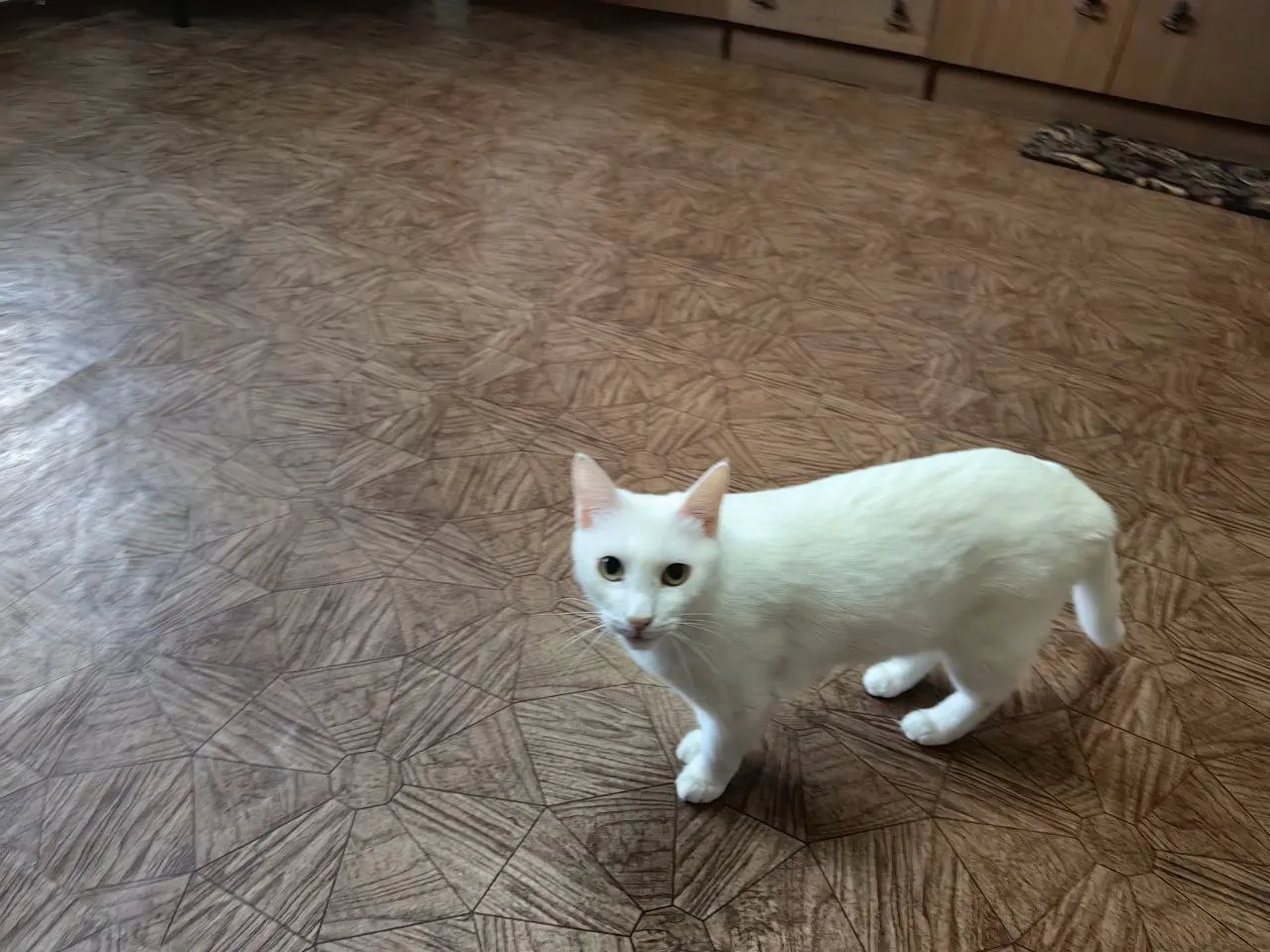 a white cat standing on top of a wooden floor