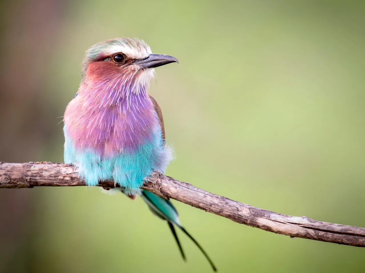 a small colorful bird sitting on a branch