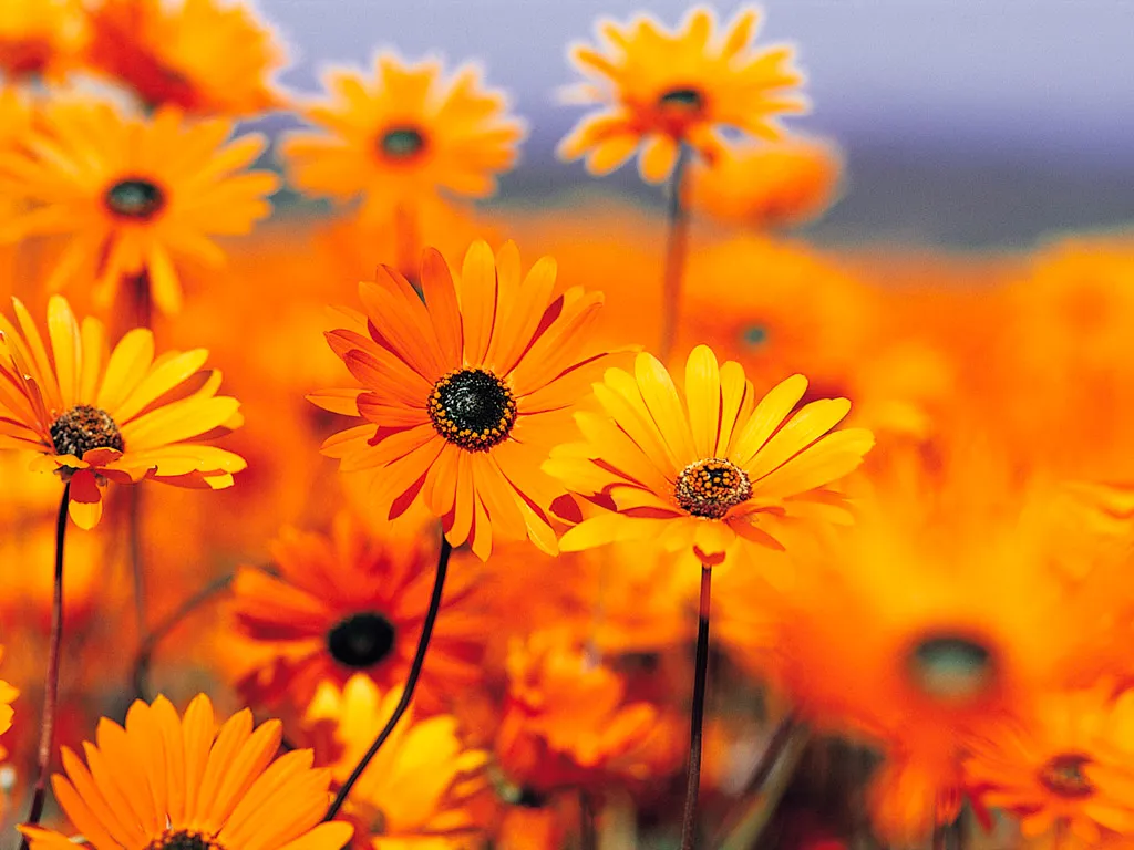a field of yellow flowers with a blue sky in the background