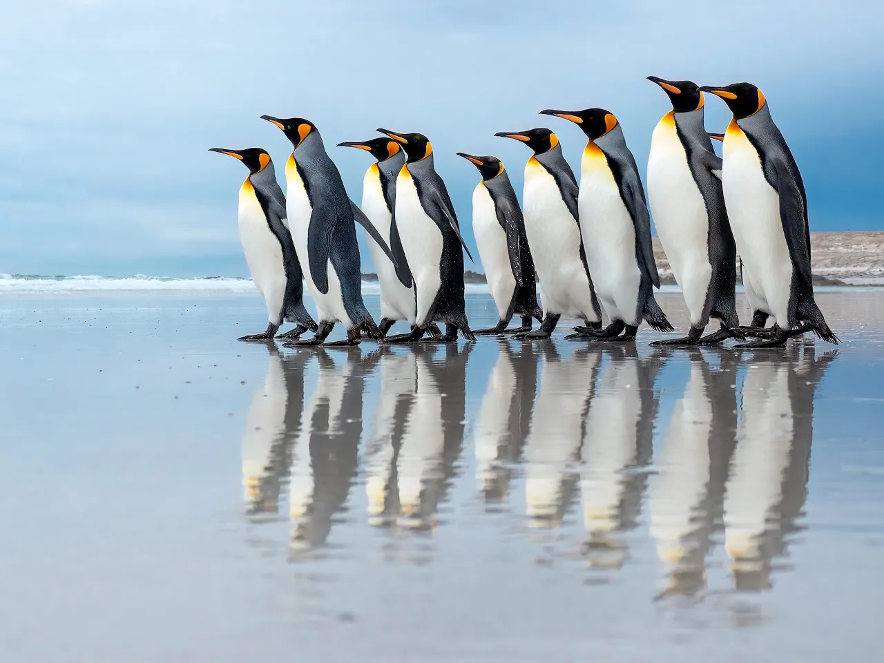 a group of penguins standing next to each other on a beach