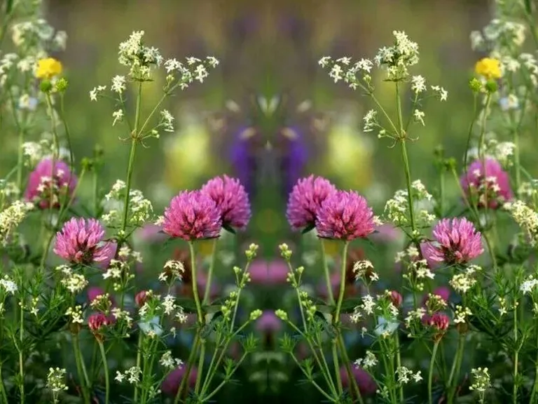 a bunch of flowers that are in the grass  The flowers are swayed by the wind