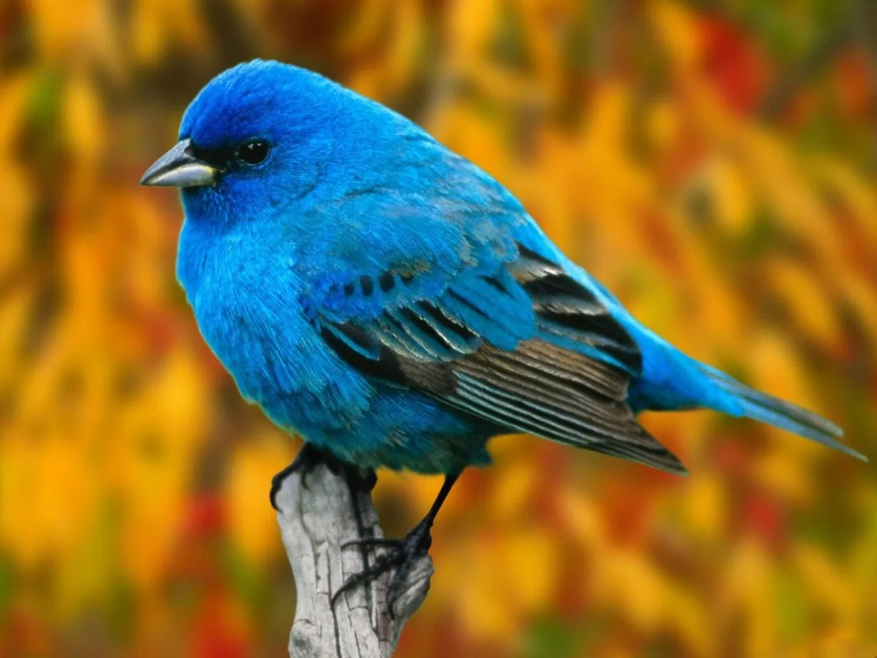 a blue bird sitting on top of a wooden branch