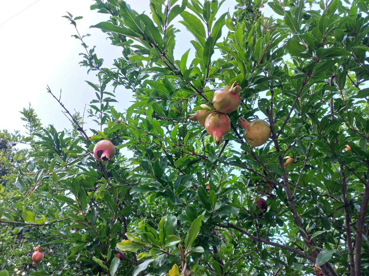 a tree filled with lots of ripe fruit