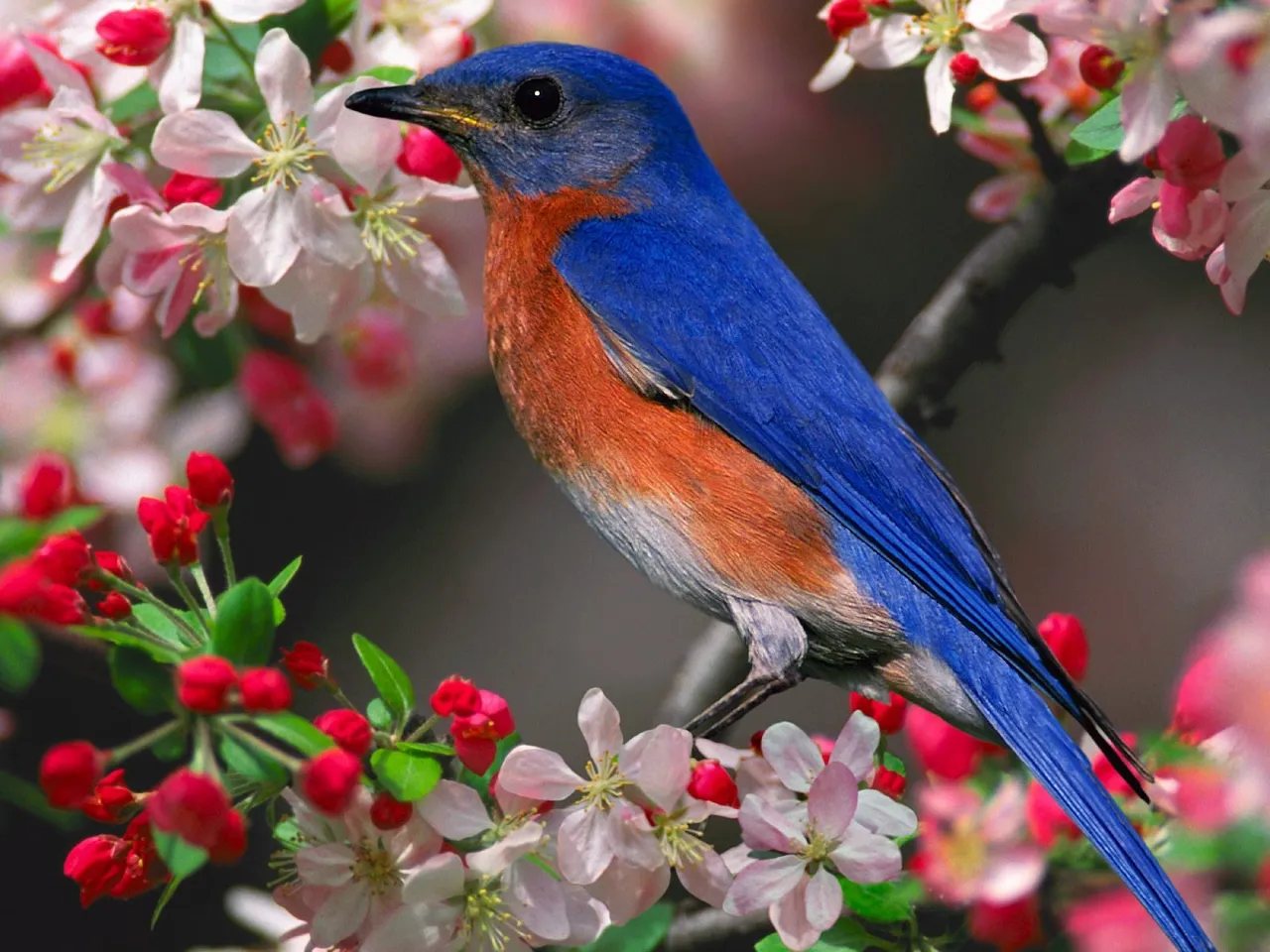 a blue bird sitting on top of a tree filled with flowers