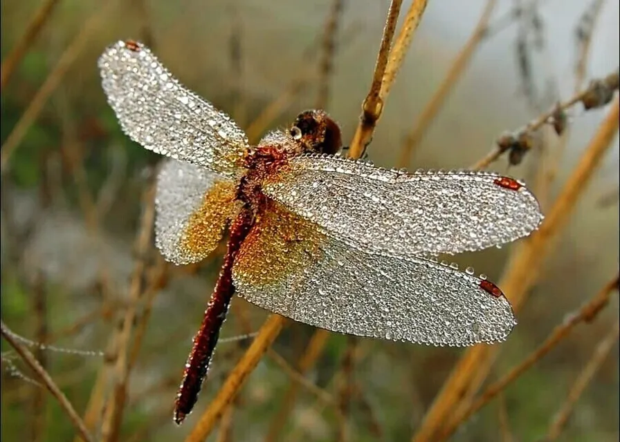 a close up of a dragonfly on a plant