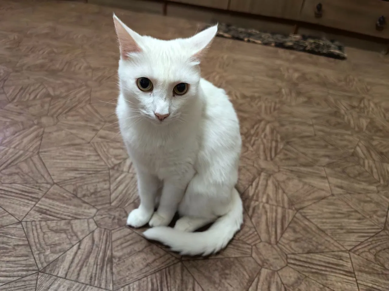 a white cat sitting on top of a wooden floor, The cat smiles,The cat smiles, the mouth is stretched in a smile, the background is not moving