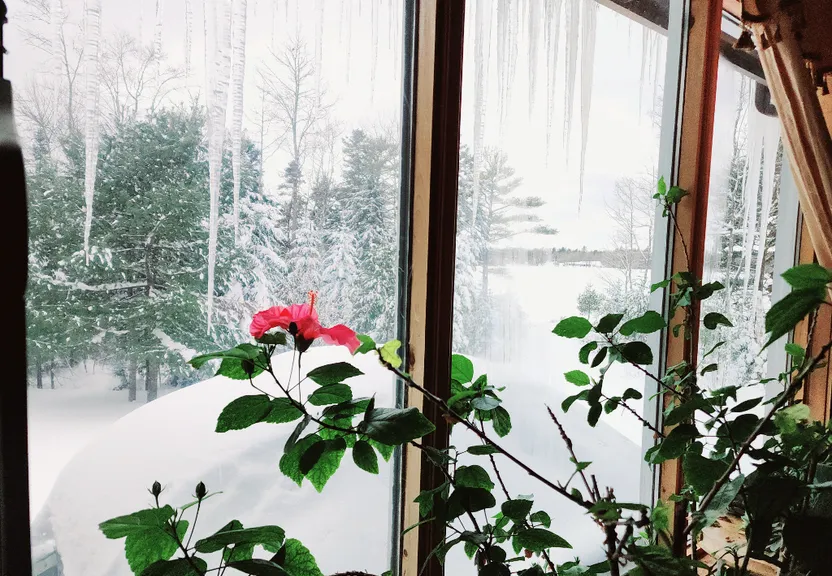 a window with a view of a snowy forest