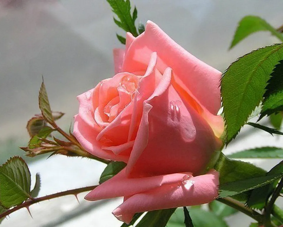 a pink rose with green leaves on a branch