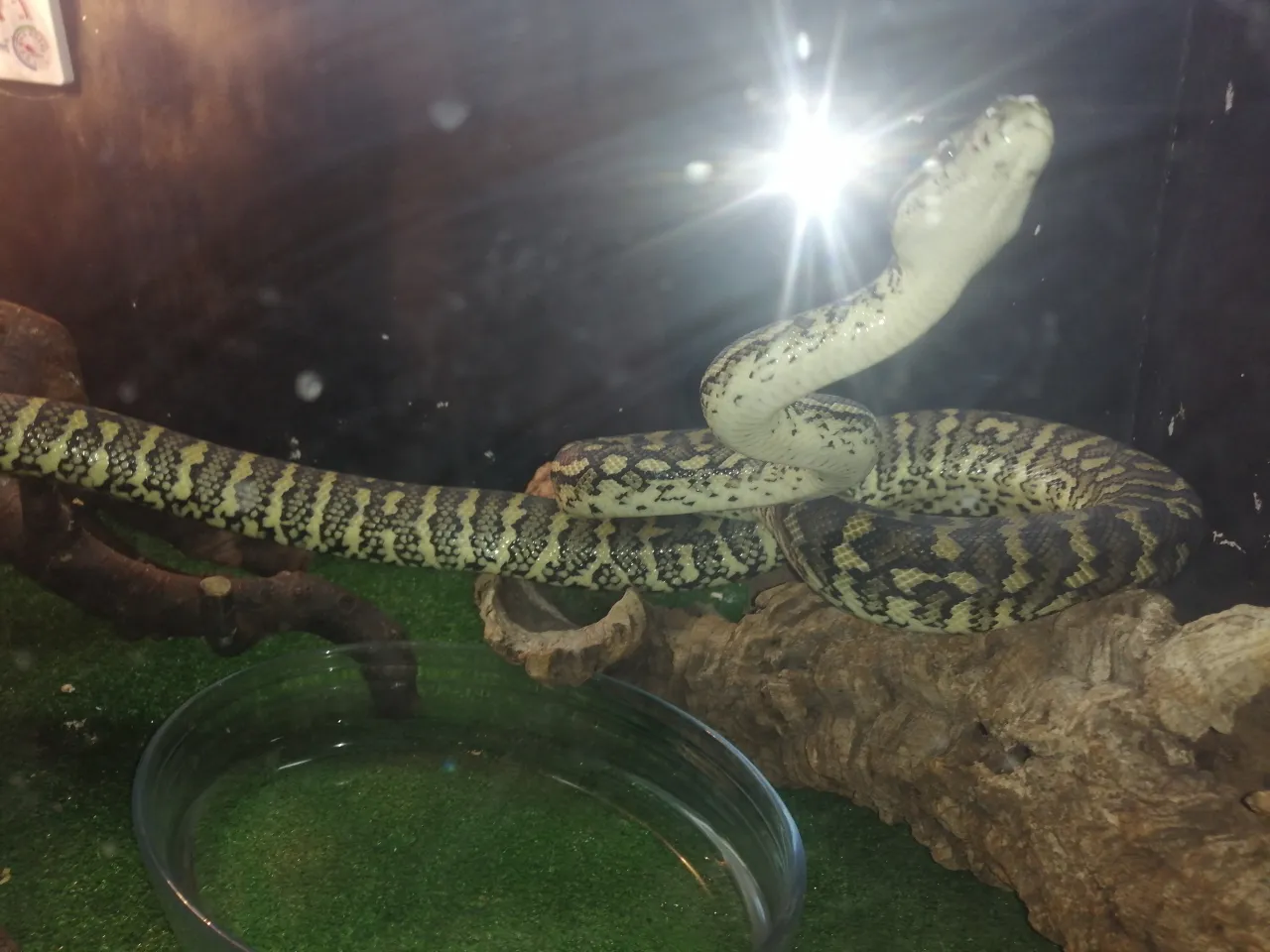 A large and beautifully colored boa constrictor curled up on a branch