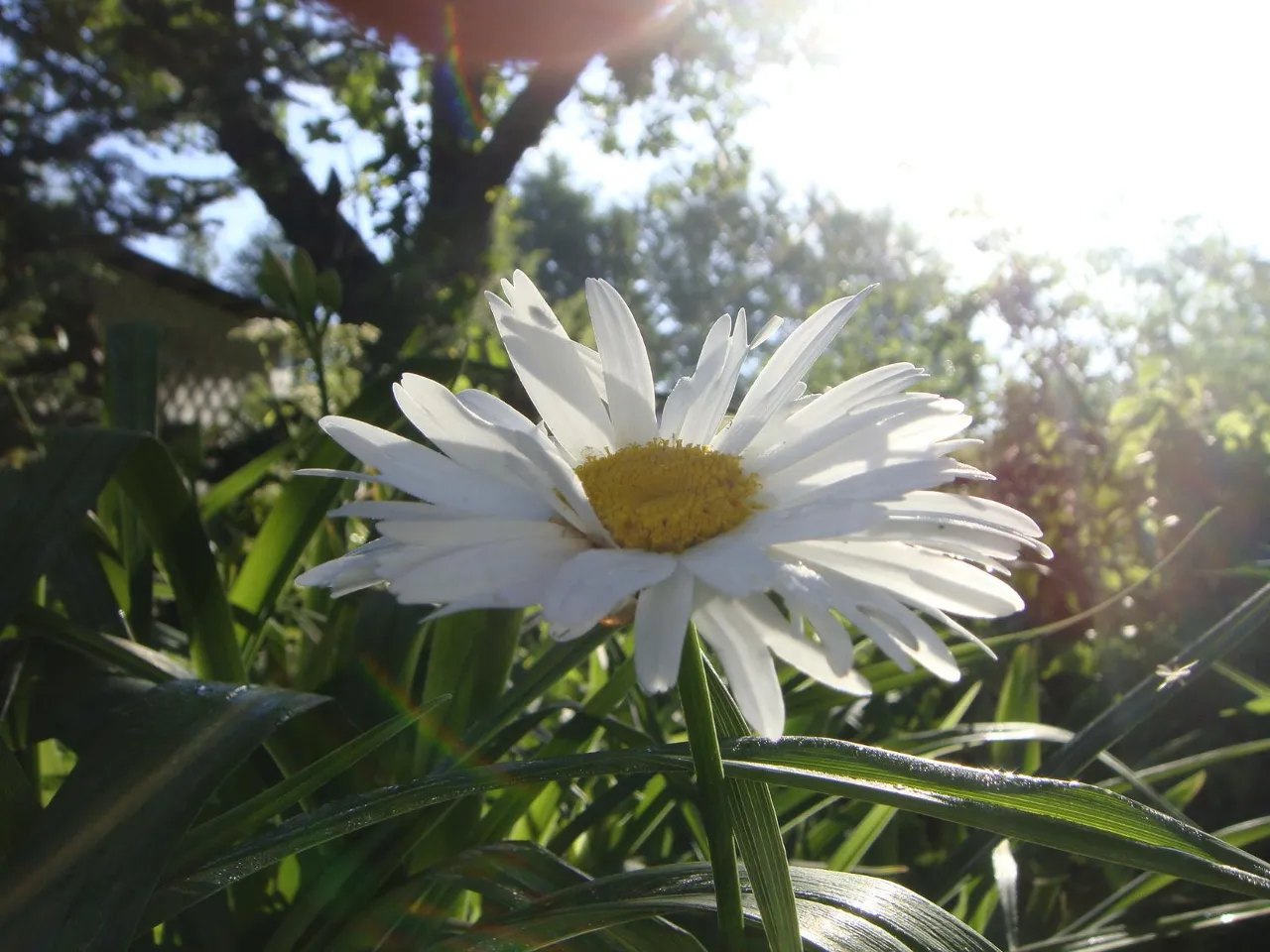 a close up of a white flower in a field the petals of the daisies are moving in the wind the camera is motionless