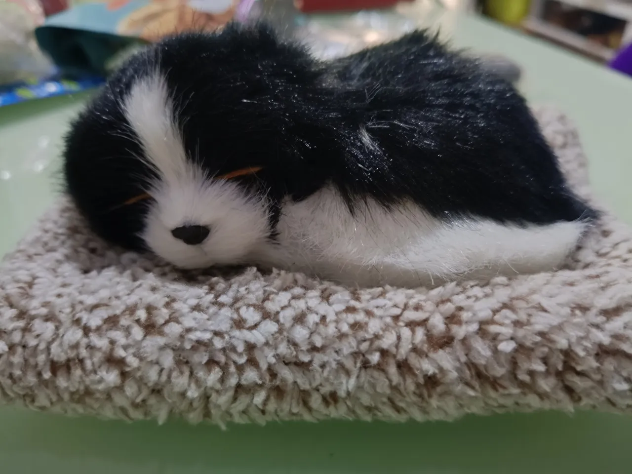 a black and white cat sleeping on a blanket