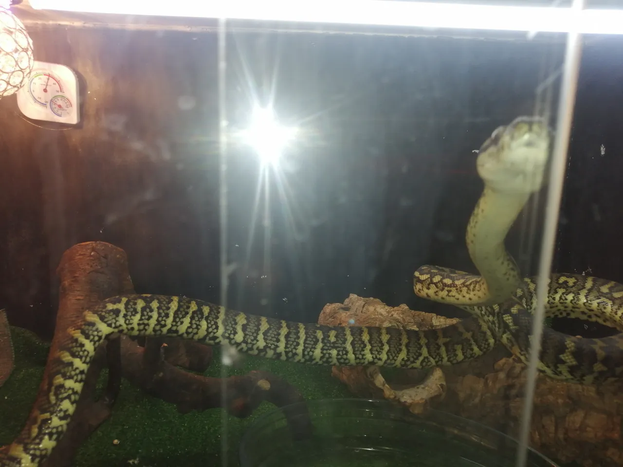 a large snake in a glass container