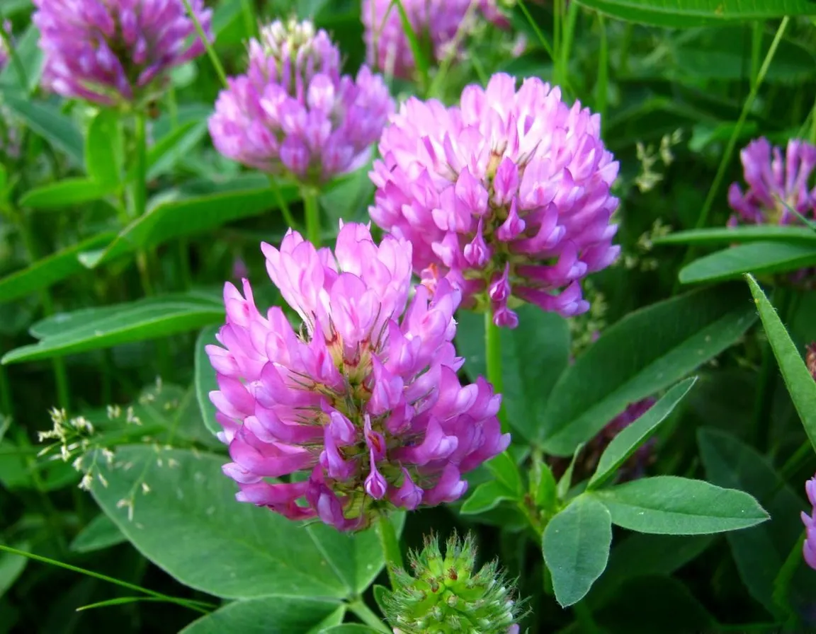 a bunch of flowers that are in the grass   Only movement from the wind, the camera is stationary