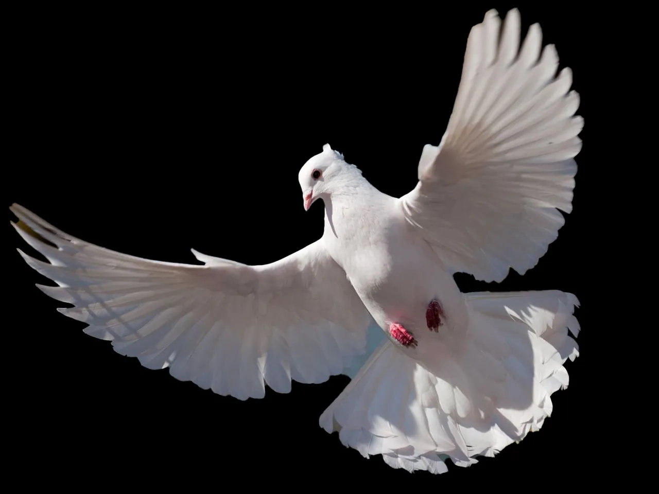 a white bird is flying in the air