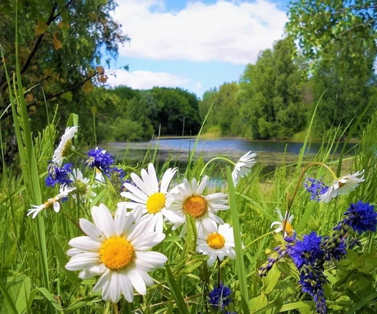 flower, plant, sky, cloud, tree, blue, botany, natural landscape, petal, vegetation  Only movement from the wind