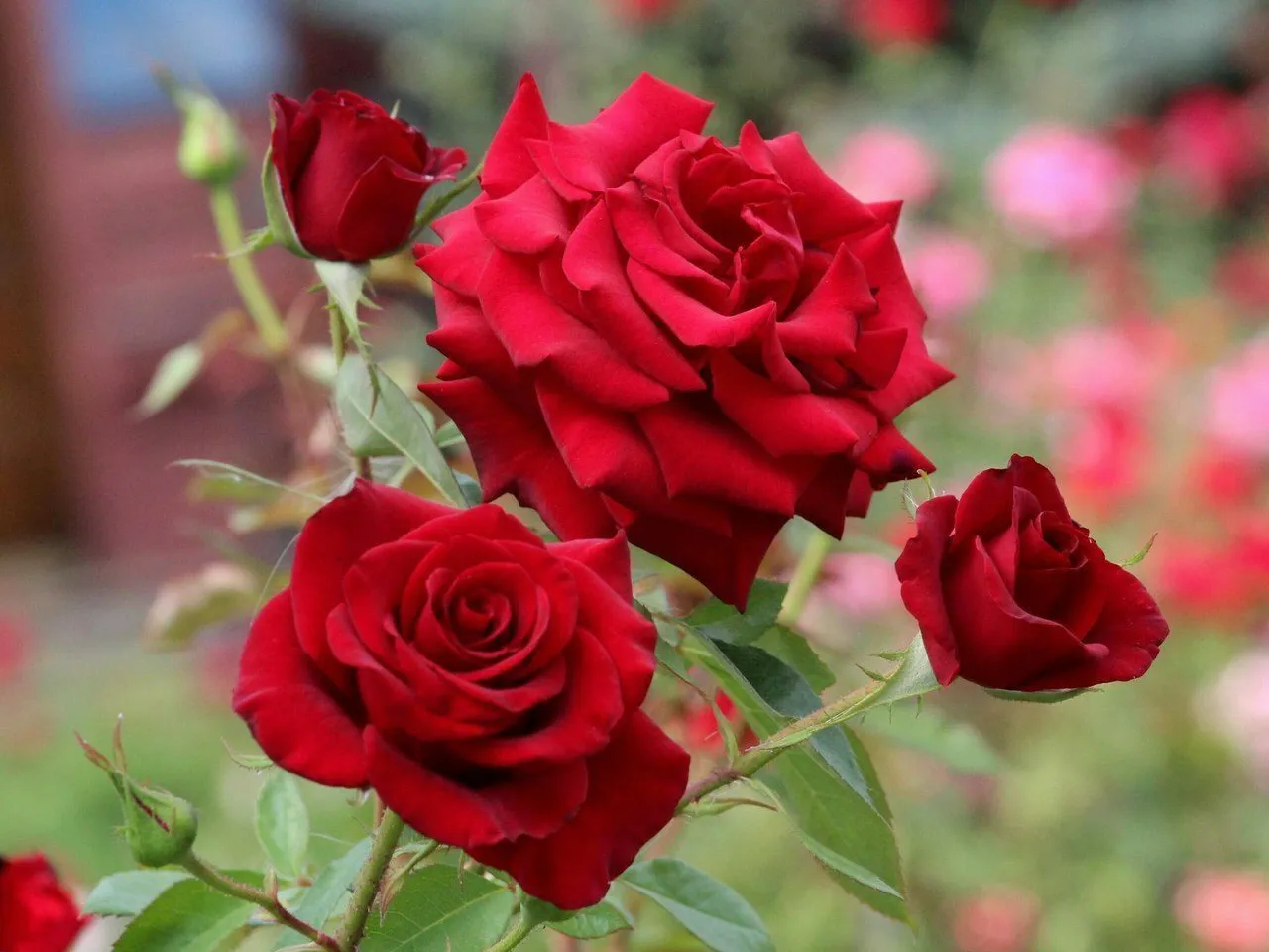 a bunch of red roses in a garden