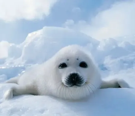 a white seal laying on top of snow covered ground