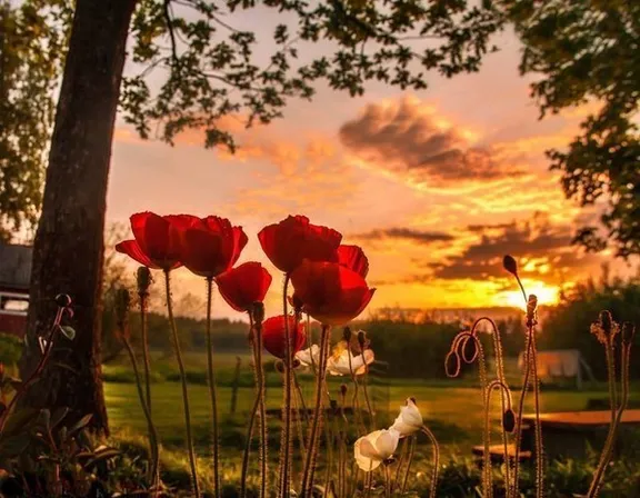 a field of red flowers with a sunset in the background  Only the wind