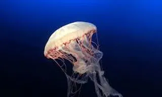 a jellyfish swimming in the blue water