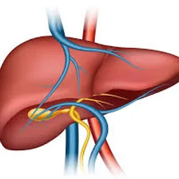 a diagram of the human liver