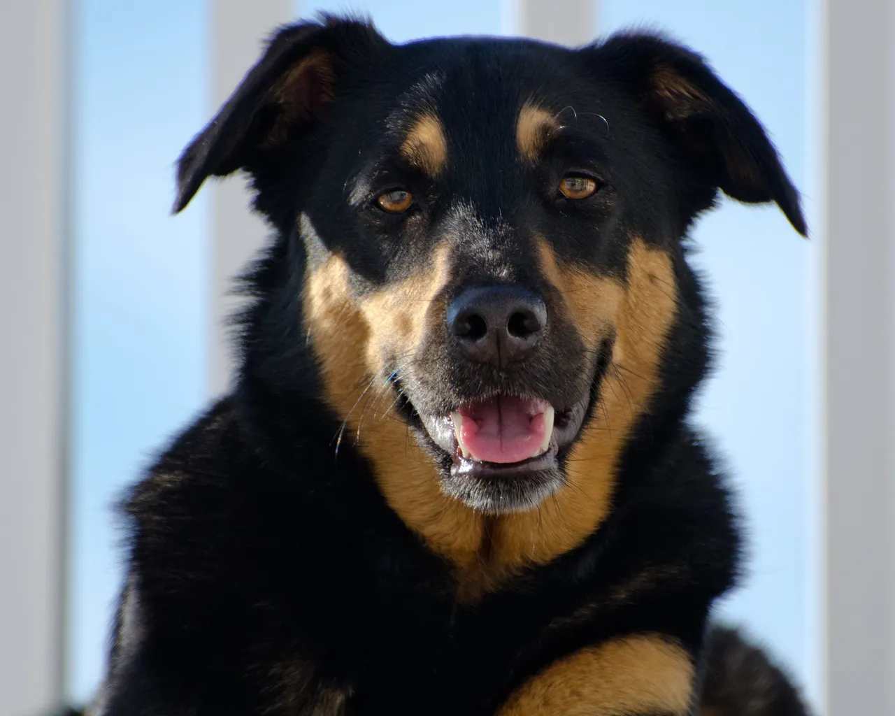 dog with its tongue out and barking