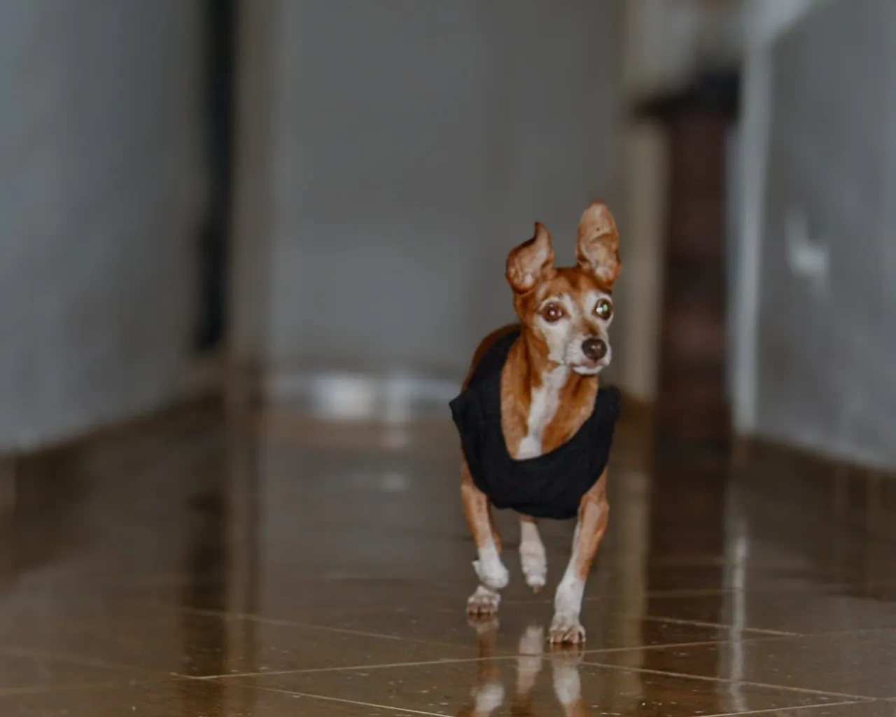 a small brown and white dog wearing a black shirt