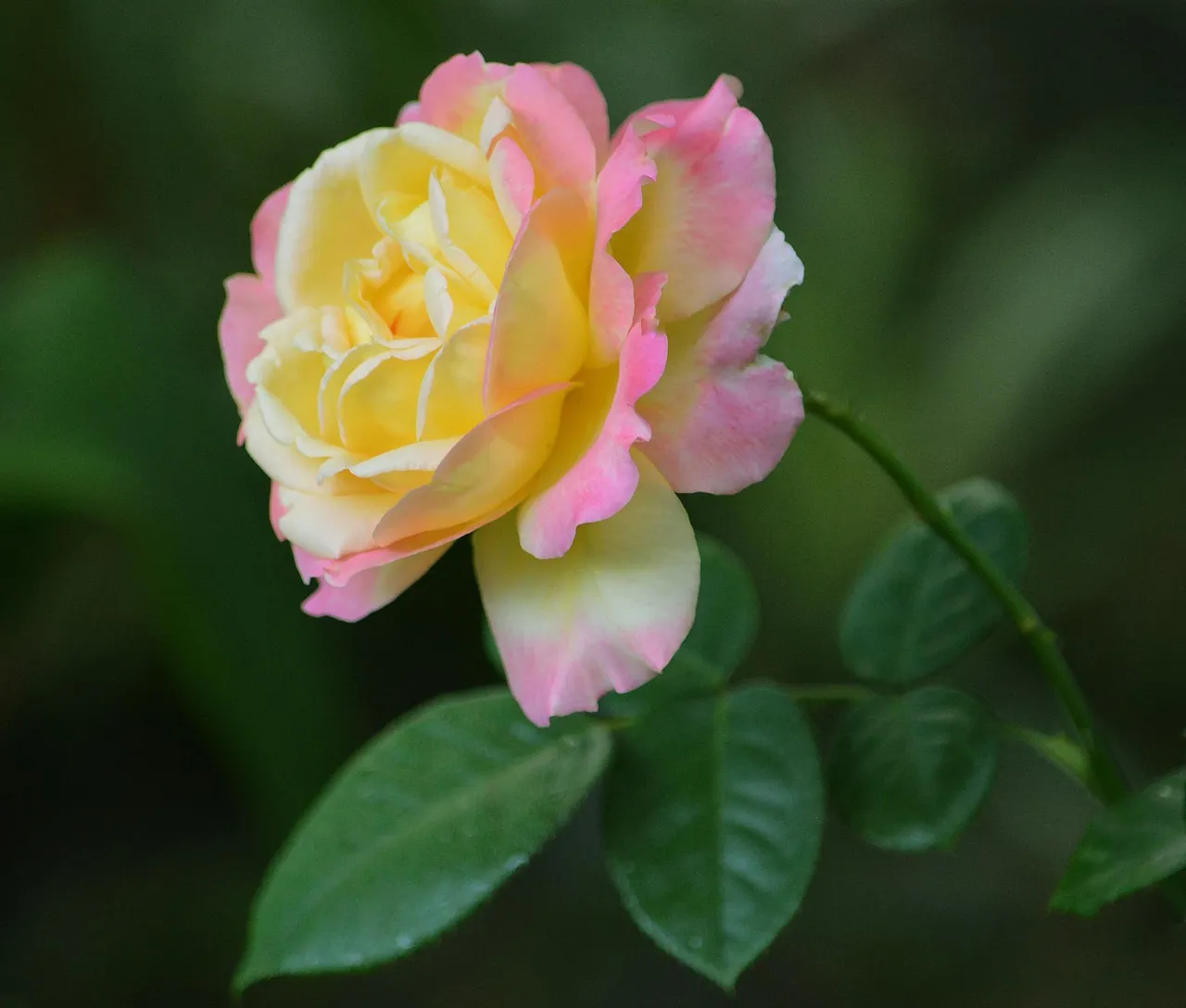 a yellow and pink rose with green leaves