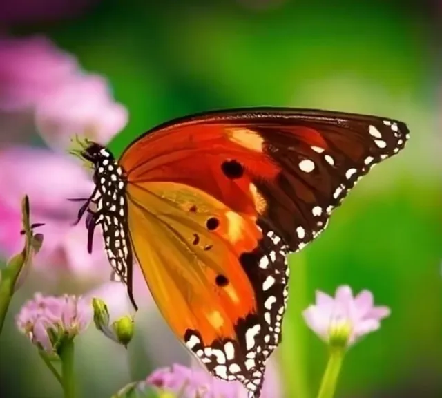 a close up of a butterfly on a flower