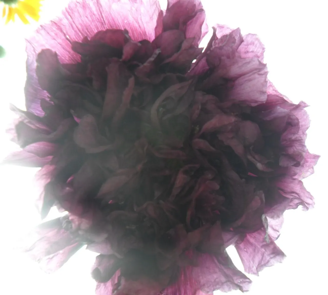 a close up of a purple flower on a white background