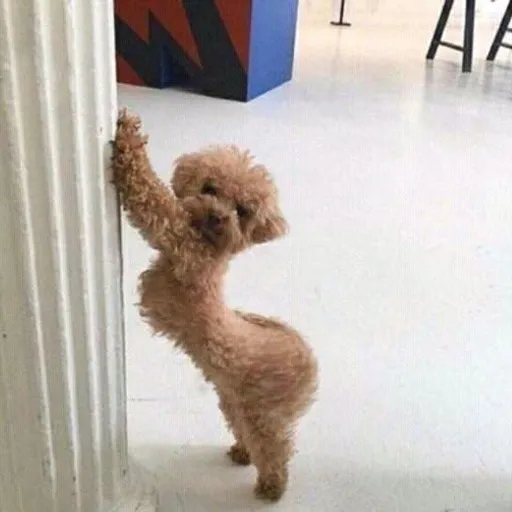 a small brown dog standing on its hind legs shaking its bootye