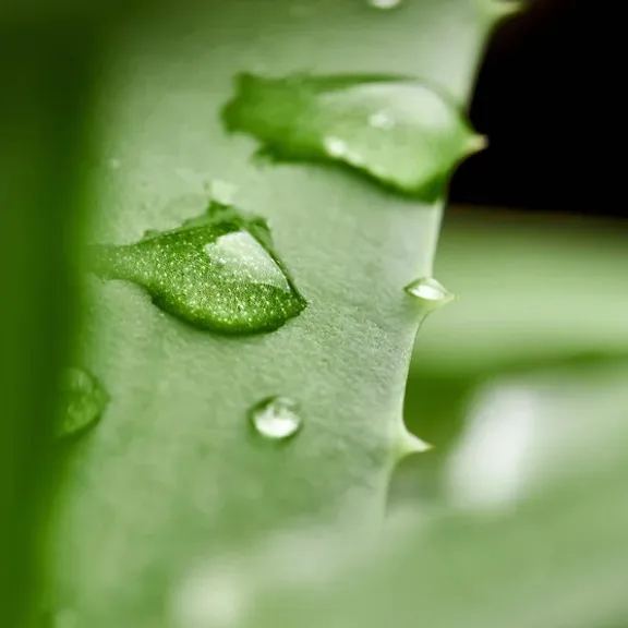 a close up of a green leaf with drops of water on it