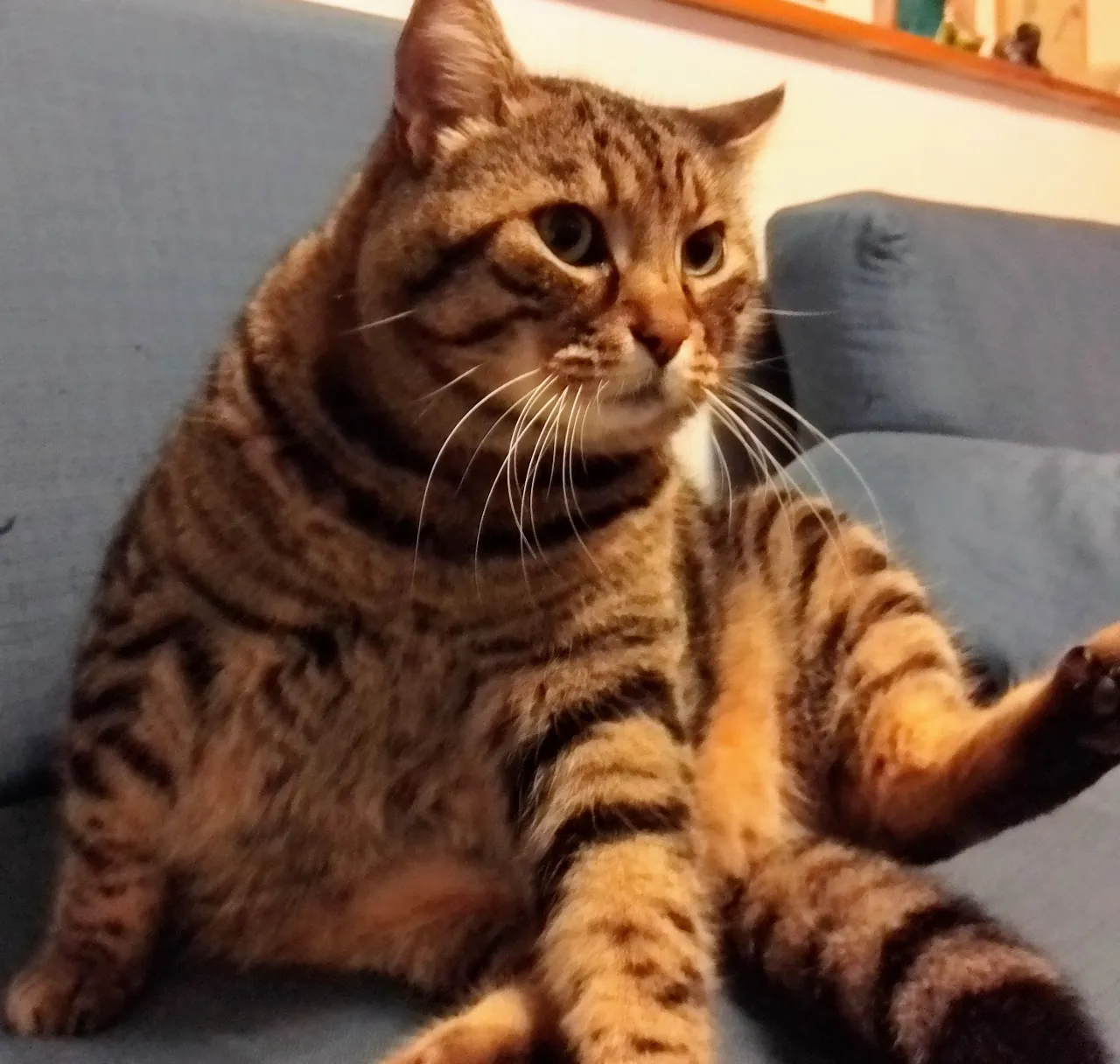 a cat sitting on top of a blue couch