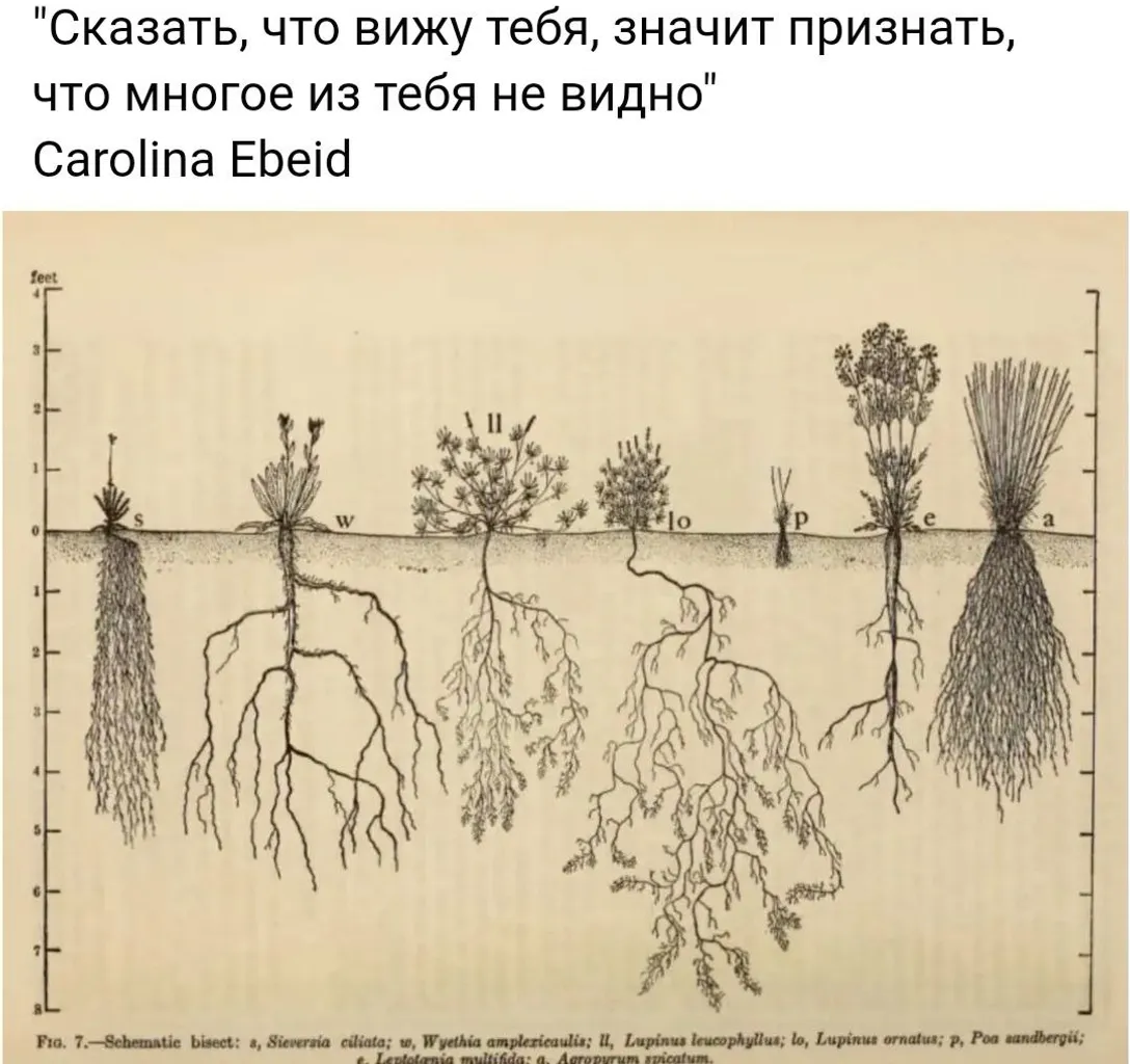 a diagram of the roots of plants