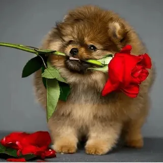 a small dog holding a rose in its mouth