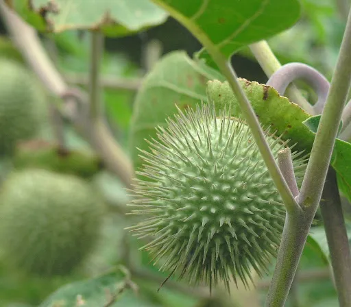 a close up of a green datura plant with ripened pods