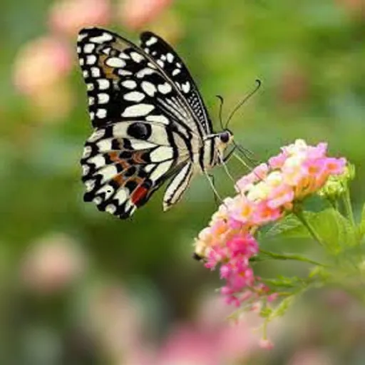 a black and white butterfly sitting on a pink flower