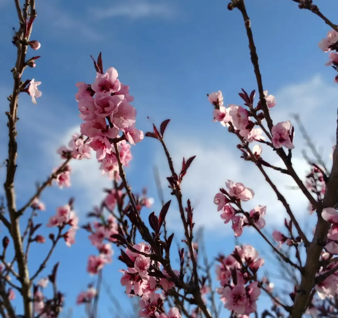 pink flowers are blooming on the branches of a tree