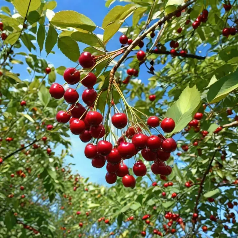 A cherry branch with many large ripe berries sways in the wind against the blue sky, the movement of branches and leaves from the wind