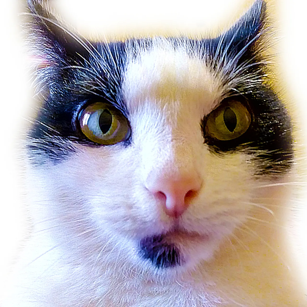 a black and white cat with green eyes