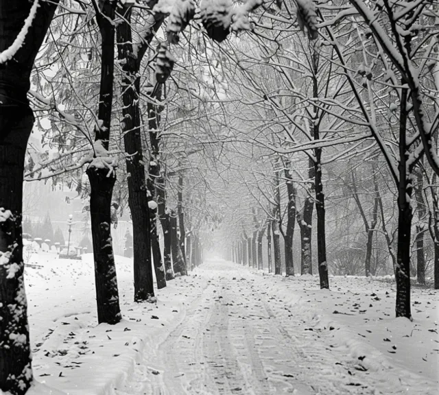 a snow covered road surrounded by trees and snow