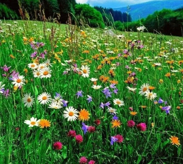 a field full of wildflowers and other flowers