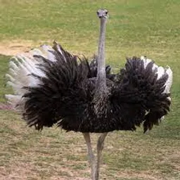 an ostrich is standing in a grassy field